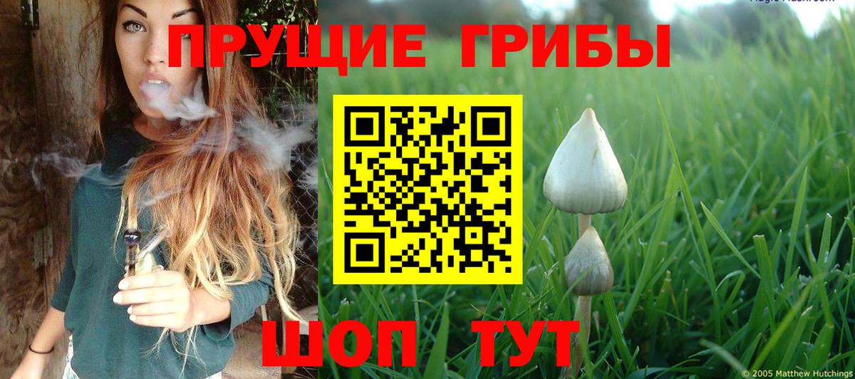 Галлюциногенные грибы Psilocybe Городец